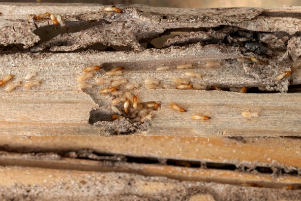 Best Affordable Pest Control Services  in Moorpark, CA